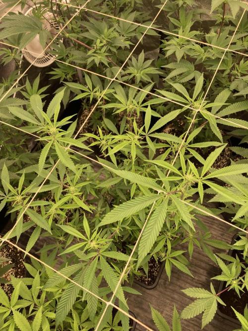 Pink Runtz x Hollywood Clones (Cookies). Week 3