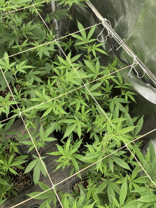 Pink Runtz x Hollywood Clones (Cookies). Week 3