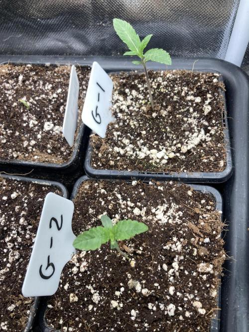 Gastini (LIT Farms). Week 1