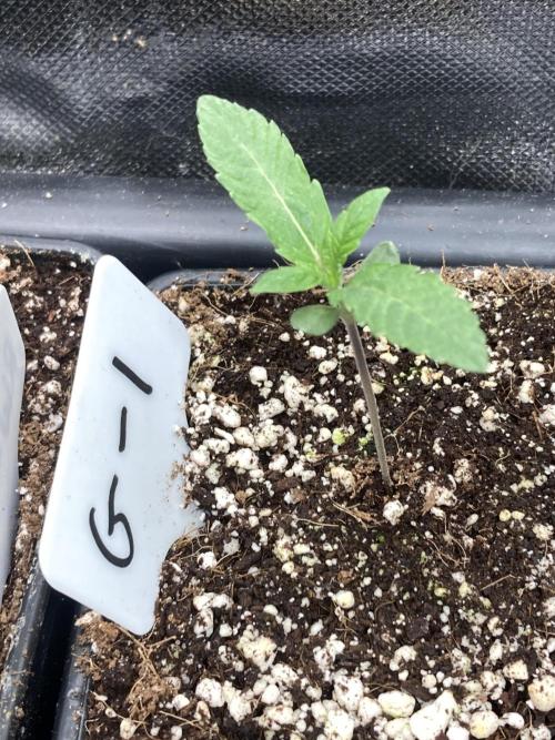 Gastini (LIT Farms). Week 1