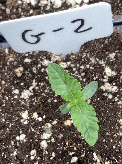 Gastini (LIT Farms). Week 1