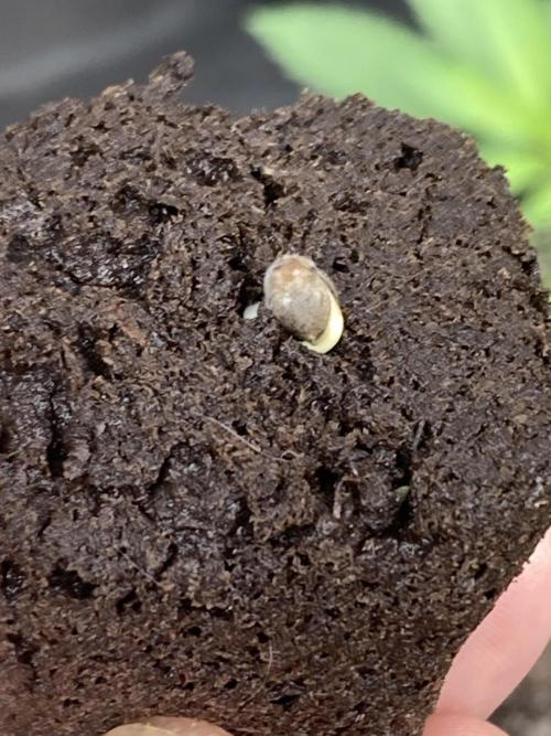 BTY47 x Manna Mountain (ttowncultivator). Week 0