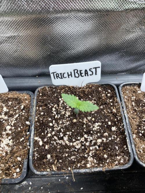 Trich Beast (Solfire Gardens). Week 1