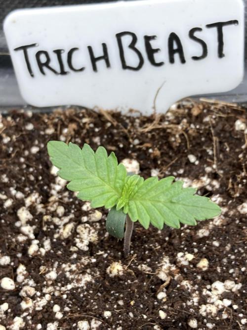 Trich Beast (Solfire Gardens). Week 1