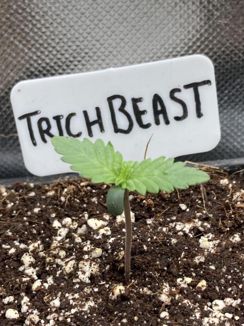 Trich Beast (Solfire Gardens). Week 1