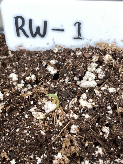 Reddy Whip (LIT Farms). Week 1