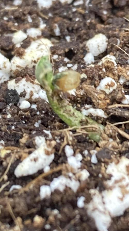 Reddy Whip (LIT Farms). Week 1