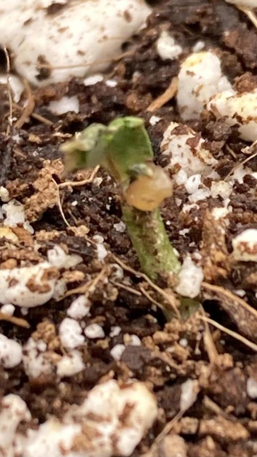 Reddy Whip (LIT Farms). Week 1