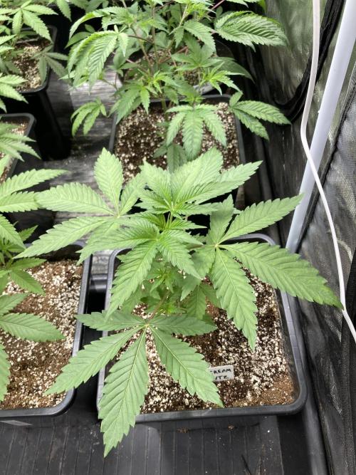 Gas Cream Runtz (LIT FARMS). Week 4