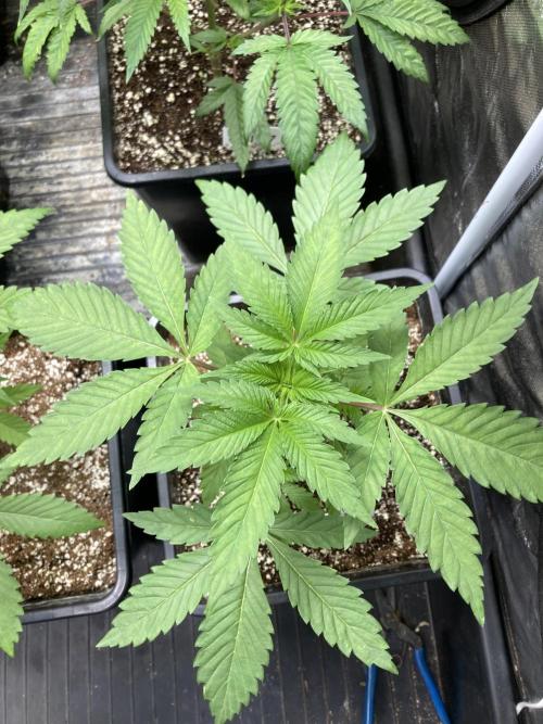 Gas Cream Runtz (LIT FARMS). Week 4