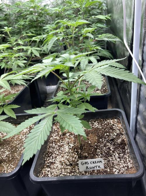 Gas Cream Runtz (LIT FARMS). Week 4