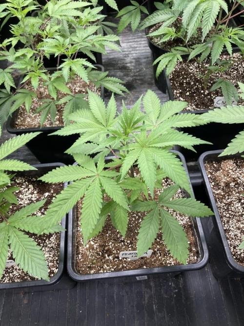 Platinum IX (In House Genetics). Week 4