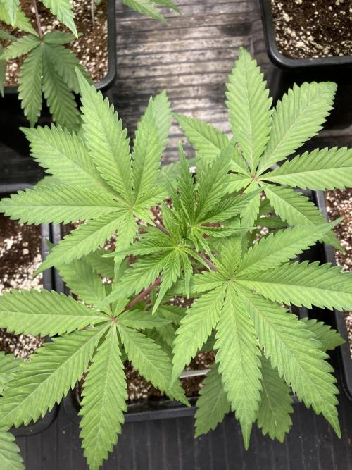 Platinum IX (In House Genetics). Week 4