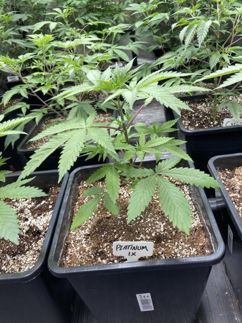 Platinum IX (In House Genetics). Week 4