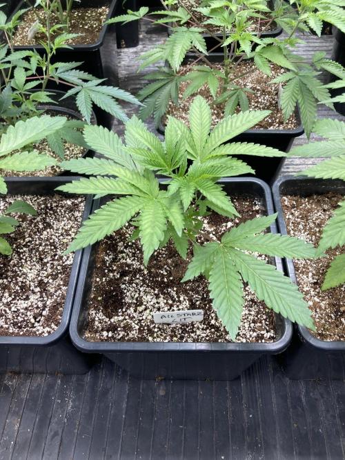 All Starz (LIT FARMS). Week 4