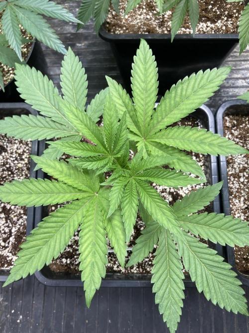 All Starz (LIT FARMS). Week 4