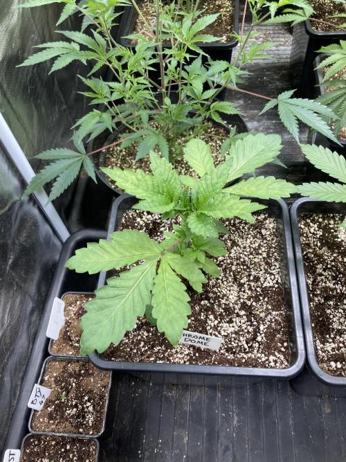 Chrome Dome (Compound Genetics). Week 4