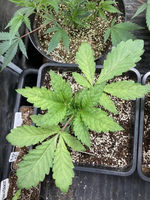 Chrome Dome (Compound Genetics). Week 4