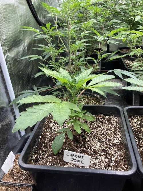 Chrome Dome (Compound Genetics). Week 4