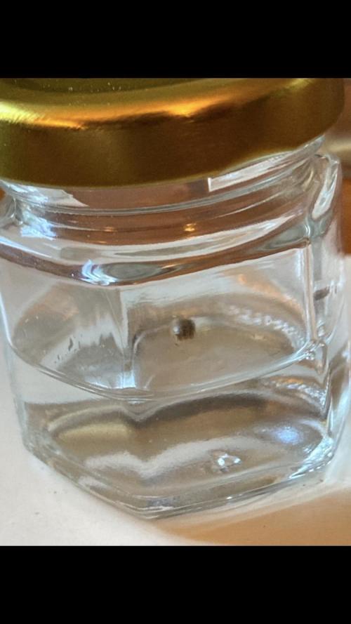 FrozayPie x MannaMountain (ttcultivator). Week 0