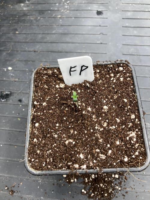 FrozayPie x MannaMountain (ttcultivator). Week 0