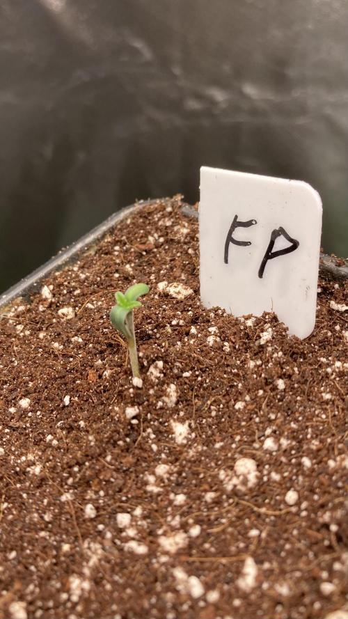 FrozayPie x MannaMountain (ttcultivator). Week 0