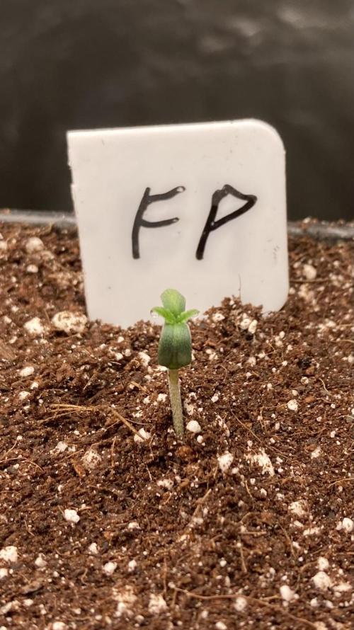 FrozayPie x MannaMountain (ttcultivator). Week 0