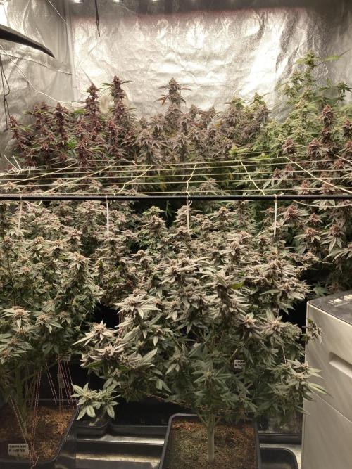 Colorado Nightshifter (Relentless). Week 25