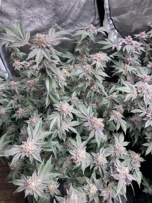 Colorado Nightshifter (Relentless). Week 25