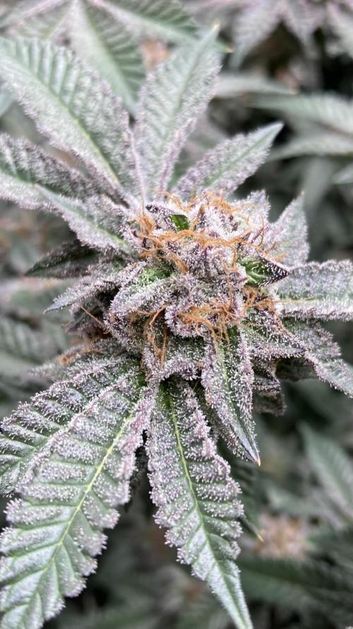 Colorado Nightshifter (Relentless). Week 25