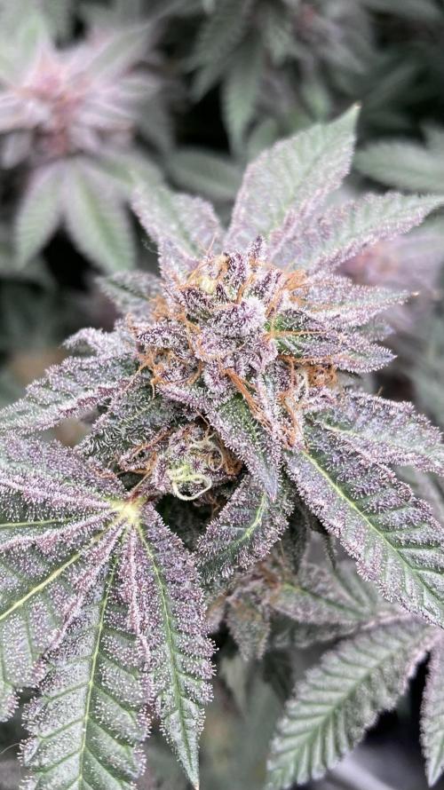 Colorado Nightshifter (Relentless). Week 25