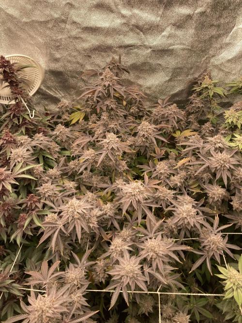 Colorado Nightshifter (Relentless). Week 25