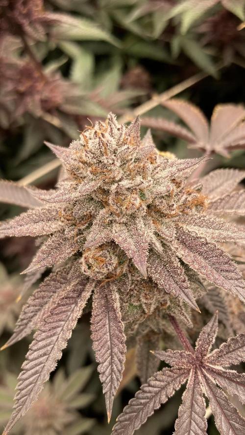 Colorado Nightshifter (Relentless). Week 25