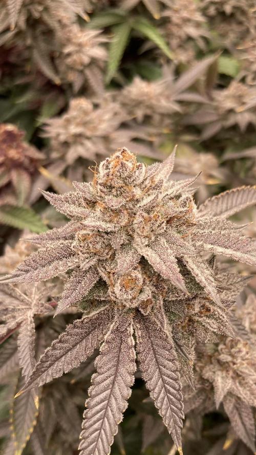 Colorado Nightshifter (Relentless). Week 25