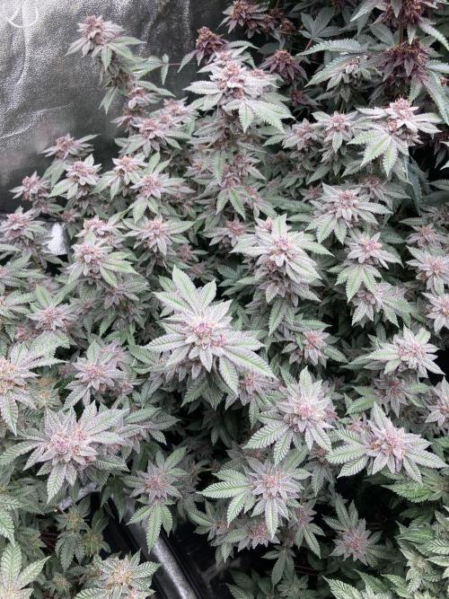 Colorado Nightshifter (Relentless). Week 25