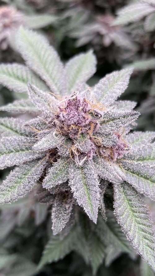 Colorado Nightshifter (Relentless). Week 25