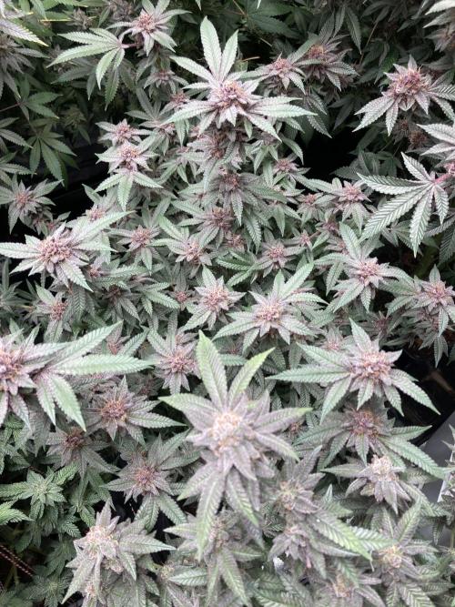 Colorado Nightshifter (Relentless). Week 25