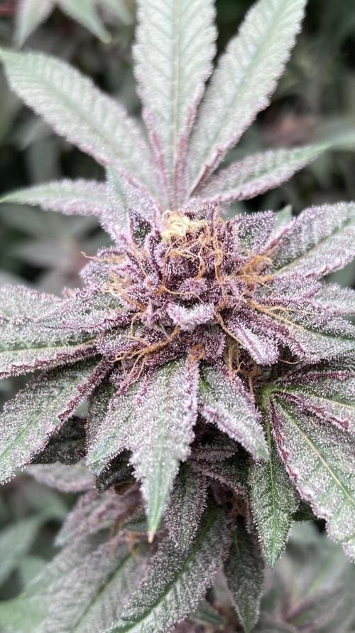 Colorado Nightshifter (Relentless). Week 25