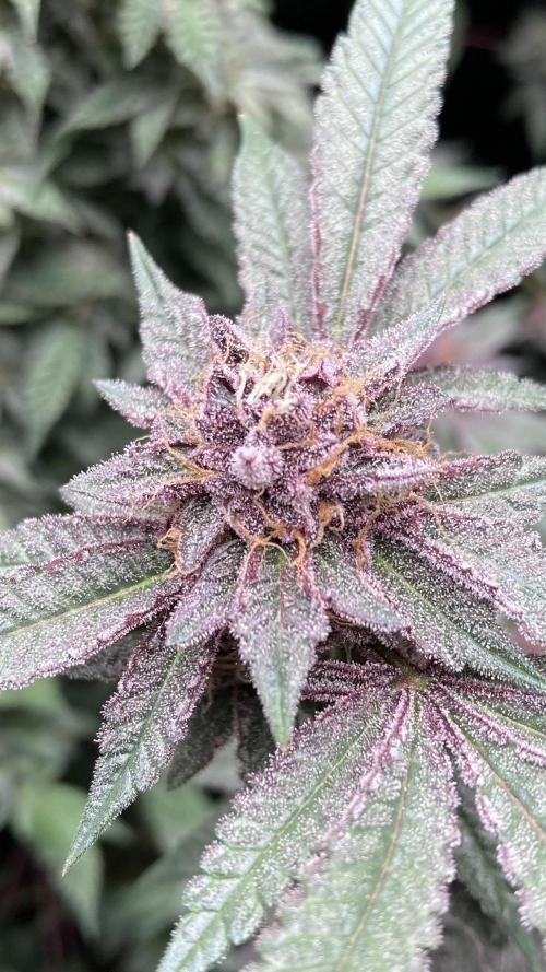 Colorado Nightshifter (Relentless). Week 25