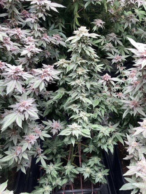 Colorado Nightshifter (Relentless). Week 25