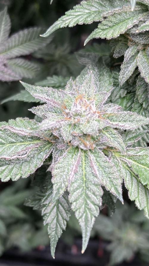 Colorado Nightshifter (Relentless). Week 25