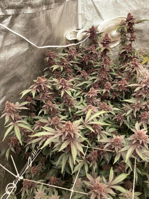 Colorado Nightshifter (Relentless). Week 25