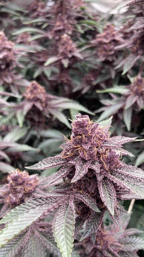 Colorado Nightshifter (Relentless). Week 25