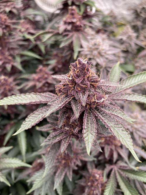 Colorado Nightshifter (Relentless). Week 25