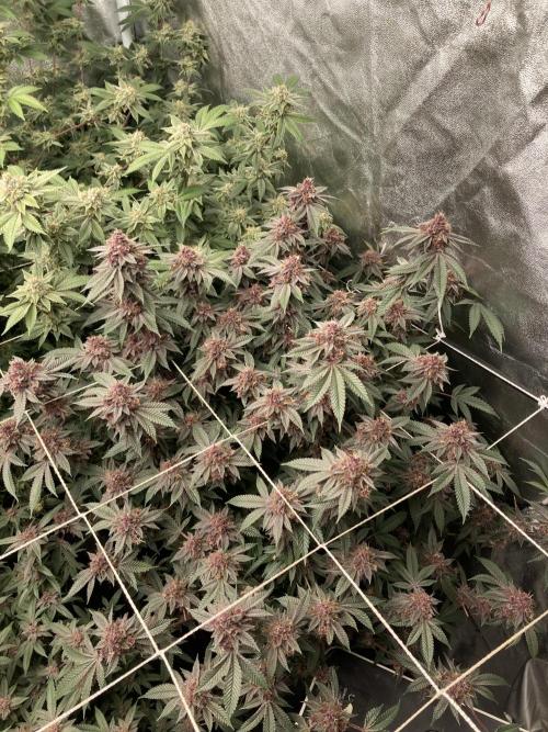 Colorado Nightshifter (Relentless). Week 25