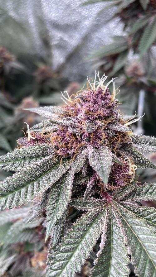 Colorado Nightshifter (Relentless). Week 25