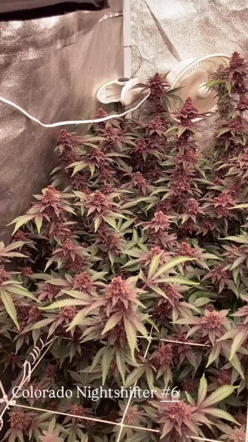 Colorado Nightshifter (Relentless)