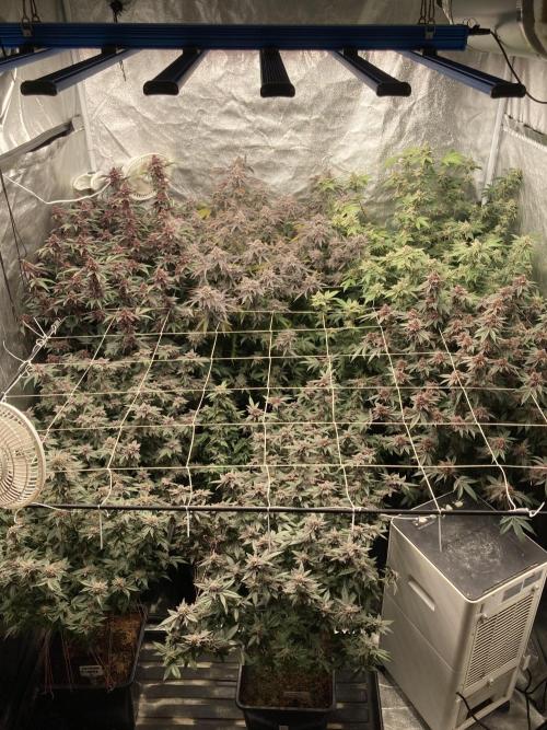 Colorado Nightshifter (Relentless). Week 25