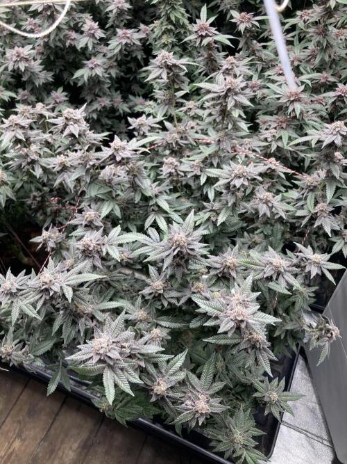 Glazed Pastries#3 (In House Genetics). Week 9