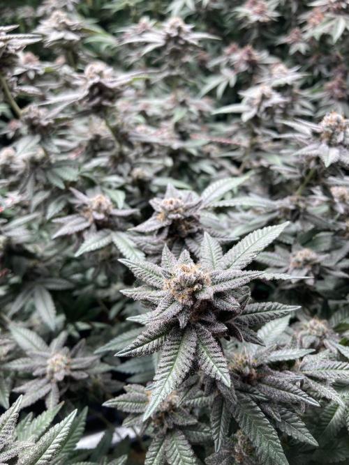 Glazed Pastries#3 (In House Genetics). Week 9